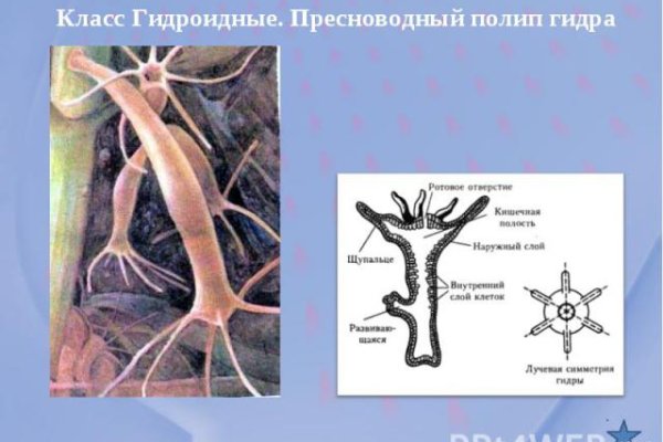 Кракен не работает сегодня